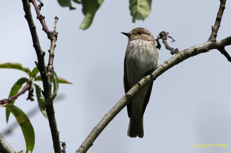 Muscicapa striata